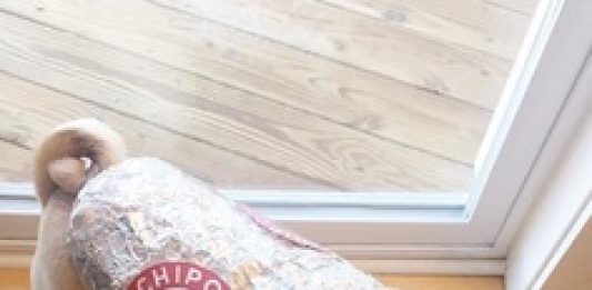 Trick or Treating on the Lawn Brings Fun for Everyone