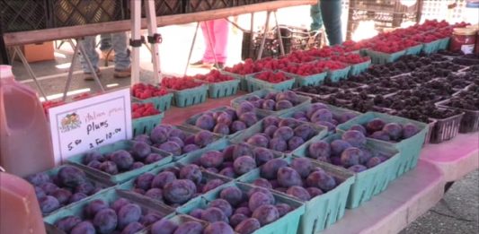 How Locals are Using SNAP Benefits at the Market this Saturday