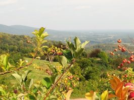 A Wahoo’s Guide to Fall in Charlottesville