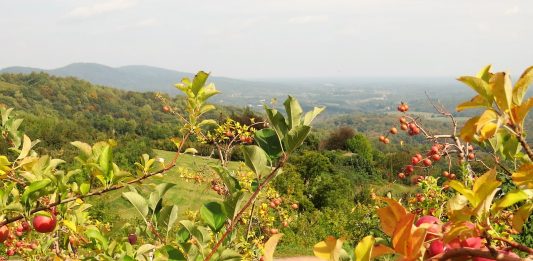 A Wahoo’s Guide to Fall in Charlottesville