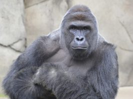 Cincinnati Zoo Fiasco Sparks National Debate
