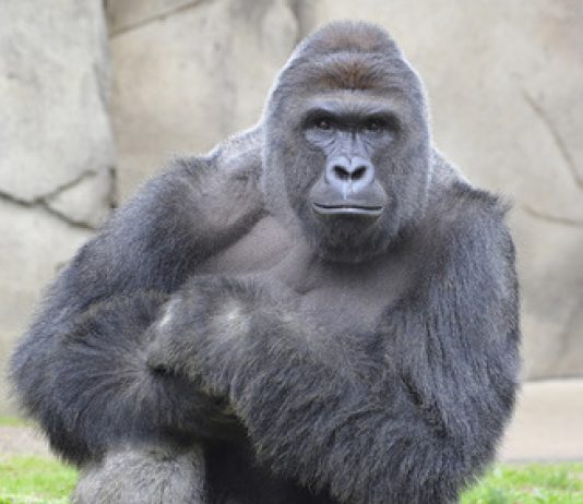 Cincinnati Zoo Fiasco Sparks National Debate