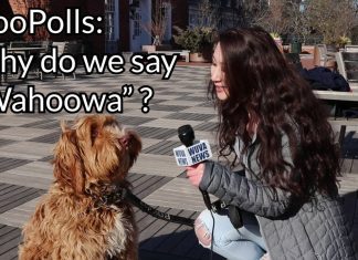 HooPolls: Why Do We Say ‘Wahoowa’?