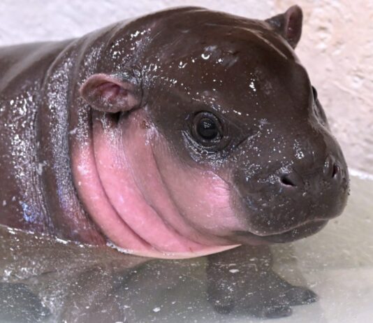 How Social Media Launched the Metro Richmond Zoo to National Fame